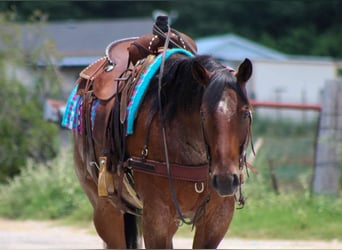 American Quarter Horse, Gelding, 7 years, 14.3 hh, Roan-Bay