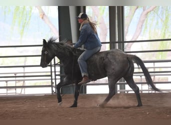 American Quarter Horse, Gelding, 7 years, 14.3 hh, Roan-Blue