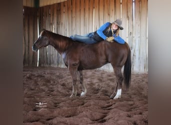 American Quarter Horse, Gelding, 7 years, 14.3 hh, Sorrel