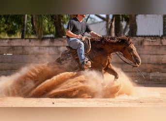 American Quarter Horse, Gelding, 7 years, 14.3 hh, Sorrel