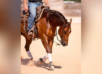 American Quarter Horse, Gelding, 7 years, 14.3 hh, Sorrel