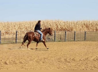 American Quarter Horse, Gelding, 7 years, 14,3 hh, Sorrel