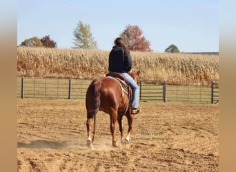 American Quarter Horse, Gelding, 7 years, 14,3 hh, Sorrel