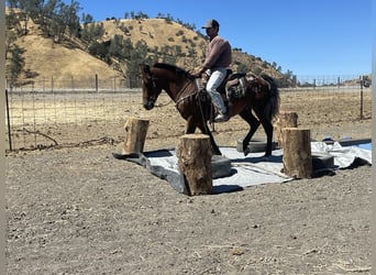 American Quarter Horse, Gelding, 7 years, 14 hh, Bay