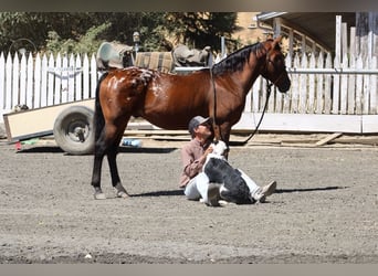 American Quarter Horse, Gelding, 7 years, 14 hh, Bay