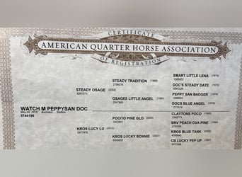 American Quarter Horse, Gelding, 7 years, 14 hh, Buckskin