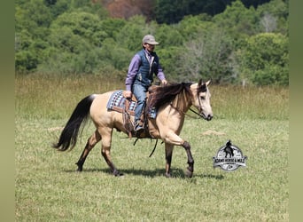 American Quarter Horse, Gelding, 7 years, 14 hh, Buckskin