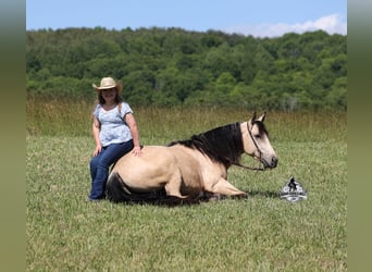 American Quarter Horse, Gelding, 7 years, 14 hh, Buckskin
