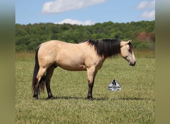 American Quarter Horse, Gelding, 7 years, 14 hh, Buckskin