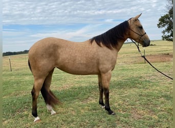 American Quarter Horse, Gelding, 7 years, 14 hh, Buckskin