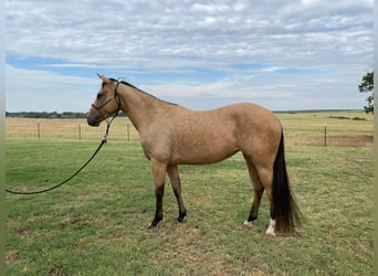 American Quarter Horse, Gelding, 7 years, 14 hh, Buckskin