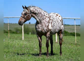 American Quarter Horse, Gelding, 7 years, 14 hh, Chestnut