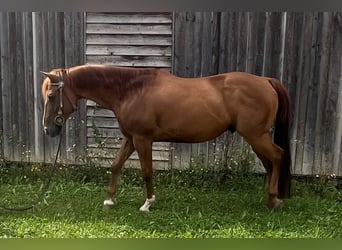 American Quarter Horse, Gelding, 7 years, 14 hh, Chestnut-Red