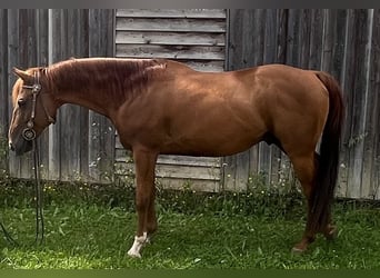 American Quarter Horse, Gelding, 7 years, 14 hh, Chestnut-Red