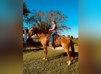 American Quarter Horse, Wallach, 7 Jahre, 14 hh, Falbe