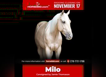 American Quarter Horse, Gelding, 7 years, 14 hh, Palomino