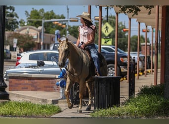 American Quarter Horse, Gelding, 7 years, 14 hh, Palomino