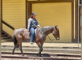 American Quarter Horse, Gelding, 7 years, 14 hh, Roan-Bay