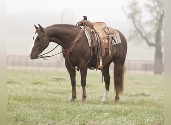 American Quarter Horse, Gelding, 7 years, 14 hh, Sorrel