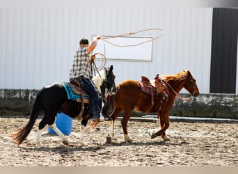 American Quarter Horse, Gelding, 7 years, 14 hh, Tobiano-all-colors