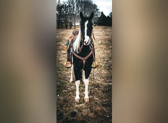 American Quarter Horse, Gelding, 7 years, 14 hh, Tobiano-all-colors