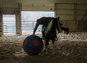 American Quarter Horse, Gelding, 7 years, 14 hh, Tobiano-all-colors