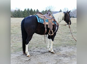 American Quarter Horse, Gelding, 7 years, 14 hh, Tobiano-all-colors
