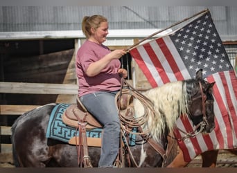 American Quarter Horse, Gelding, 7 years, 14 hh, Tobiano-all-colors