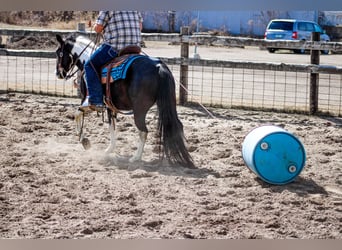 American Quarter Horse, Gelding, 7 years, 14 hh, Tobiano-all-colors