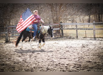 American Quarter Horse, Gelding, 7 years, 14 hh, Tobiano-all-colors