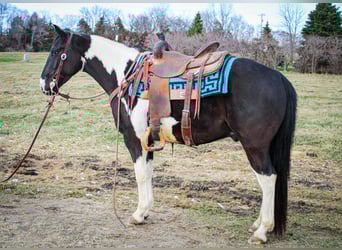 American Quarter Horse, Gelding, 7 years, 14 hh, Tobiano-all-colors