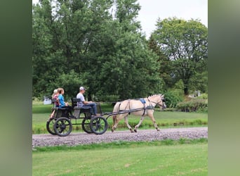 American Quarter Horse, Gelding, 7 years, 14,1 hh, Buckskin