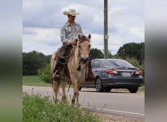 American Quarter Horse, Gelding, 7 years, 14,1 hh, Buckskin