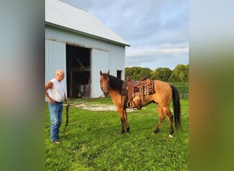 American Quarter Horse, Gelding, 7 years, 14,1 hh, Dun