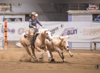 American Quarter Horse, Gelding, 7 years, 14,1 hh, Palomino