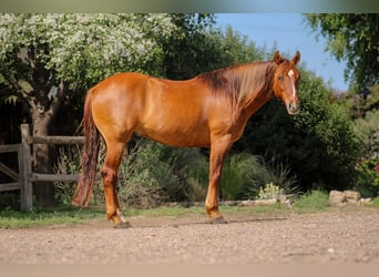 American Quarter Horse, Gelding, 7 years, 14,1 hh, Red Dun