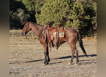 American Quarter Horse, Gelding, 7 years, 14,1 hh, Roan-Bay