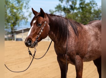 American Quarter Horse, Gelding, 7 years, 14,1 hh, Roan-Red
