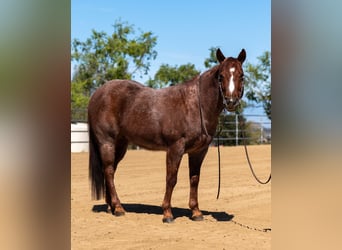 American Quarter Horse, Gelding, 7 years, 14,1 hh, Roan-Red