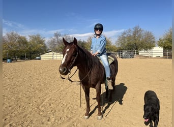 American Quarter Horse, Gelding, 7 years, 14,1 hh, Roan-Red