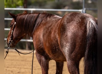 American Quarter Horse, Gelding, 7 years, 14,1 hh, Roan-Red