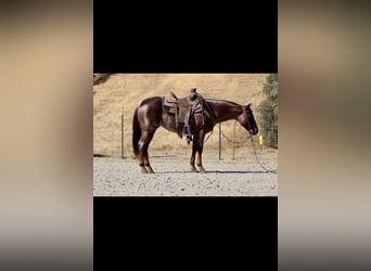 American Quarter Horse, Gelding, 7 years, 14,1 hh, Roan-Red