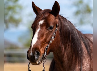 American Quarter Horse, Gelding, 7 years, 14,1 hh, Roan-Red