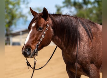 American Quarter Horse, Gelding, 7 years, 14,1 hh, Roan-Red