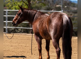 American Quarter Horse, Gelding, 7 years, 14,1 hh, Roan-Red