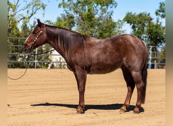 American Quarter Horse, Gelding, 7 years, 14,1 hh, Roan-Red