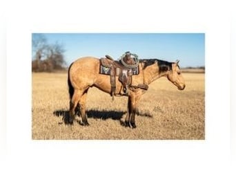 American Quarter Horse, Gelding, 7 years, 14,2 hh, Buckskin