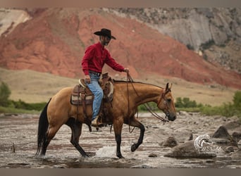 American Quarter Horse, Gelding, 7 years, 14,2 hh, Buckskin
