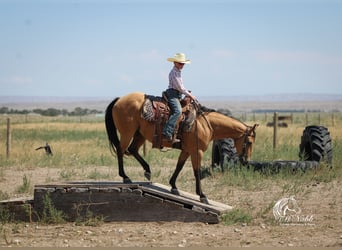 American Quarter Horse, Gelding, 7 years, 14,2 hh, Buckskin