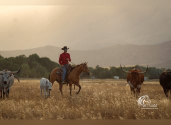 American Quarter Horse, Gelding, 7 years, 14,2 hh, Buckskin
